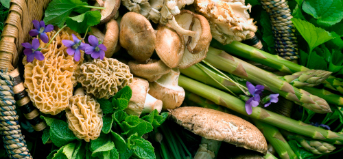 group of edible mushrooms