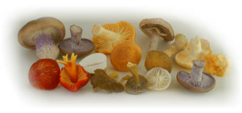 group of edible mushrooms