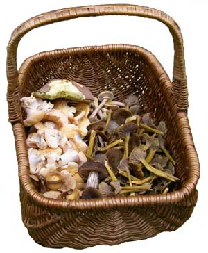 mushroom basket