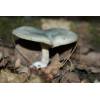 Aniseed Funnel (Clitocybe odora) 97