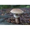 Blusher (Amanita rubescens
) 167