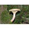 Brown Roll Rim (Paxillus involutus) 190