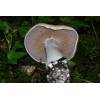 Bruising Webcap (Cortinarius purpurascens) 200
