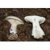Clouded Funnel (Clitocybe nebularis) 237