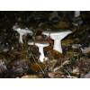 Clouded Funnel (Clitocybe nebularis) 238