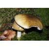 Deathcap (Amanita Phalloides) 289