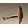 Deer Shield (Pluteus cervinus) 304