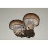 Field Blewit (Lepista saeva) 337