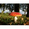 Fly Agaric (Amanita muscaria) 348