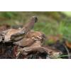 Hen of the Woods (Grifola frondosa
) 387