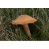 Buff Meadow Cap