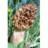 Morel (Morel esculenta) 470