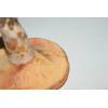 Saffron Milkcap (Lactarius deliciosus) 554
