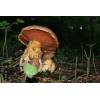 Scarletina Bolete (Boletus Luridiformis) 598