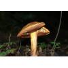 Scarletina Bolete (Boletus Luridiformis) 601