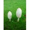 Shaggy Inkcap (Coprinus comatus) 602