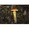 Slippery Jack (Suillus luteus) 70