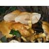 Spectacular Rustgill (Gymnopilus junonius) 652