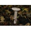 Trooping Funnel (Clitocybe geotropa) 83