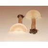 Trooping Funnel (Clitocybe geotropa) 86