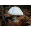 Wood Mushroom