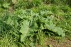 Burdock (Arctium minus) 829