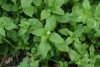 Chickweed