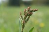 Common Sorrel (Rumex acetosa) 834