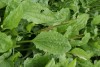Broad-leaved Plantain
