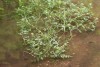 Watercress (Rorippa nasturtium-aquaticum) 819