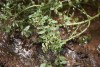 Watercress (Rorippa nasturtium-aquaticum) 821